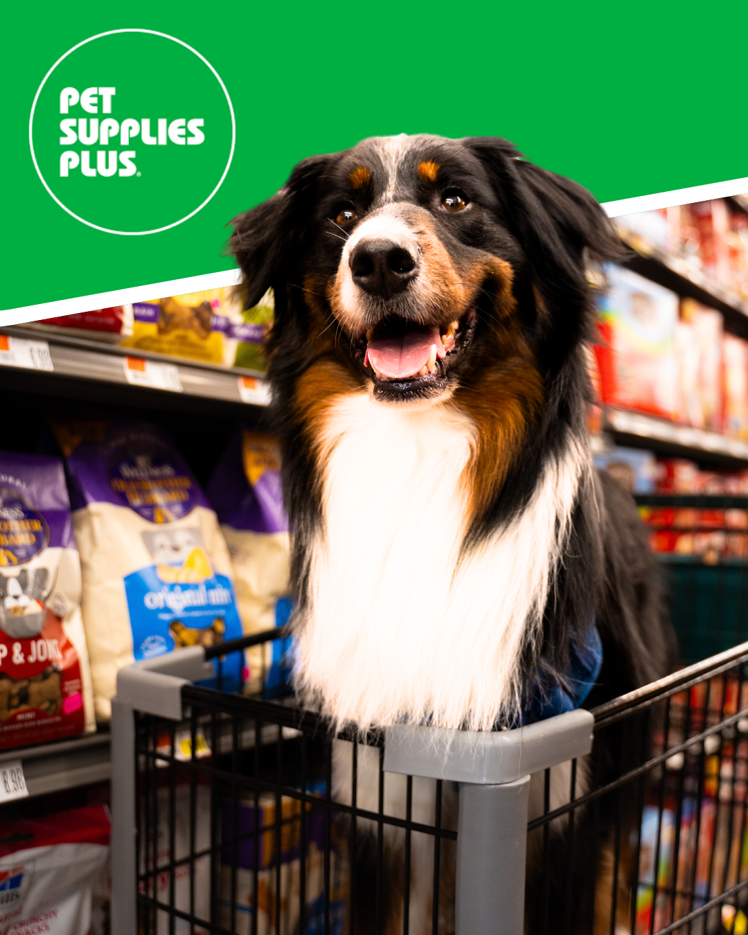 25% Off Everything at Pet Supplies Plus icon